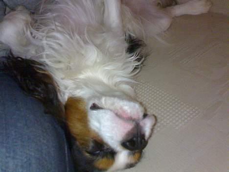 Cavalier king charles spaniel Lisbethsminde's James  billede 5