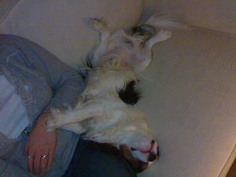 Cavalier king charles spaniel Lisbethsminde's James  billede 6