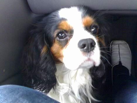 Cavalier king charles spaniel Lisbethsminde's James  billede 7