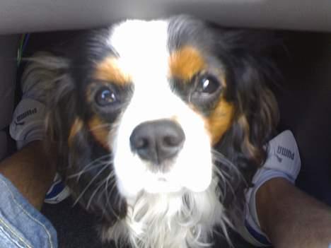 Cavalier king charles spaniel Lisbethsminde's James  billede 8