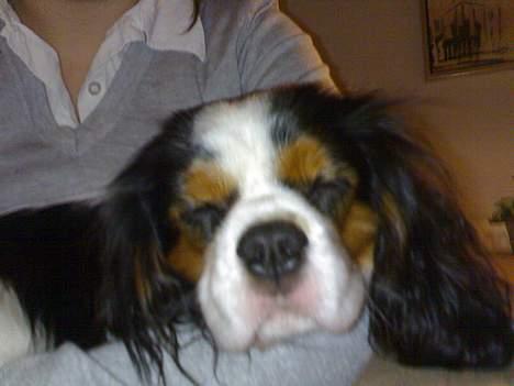 Cavalier king charles spaniel Lisbethsminde's James  billede 9