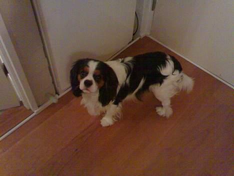 Cavalier king charles spaniel Lisbethsminde's James  billede 10