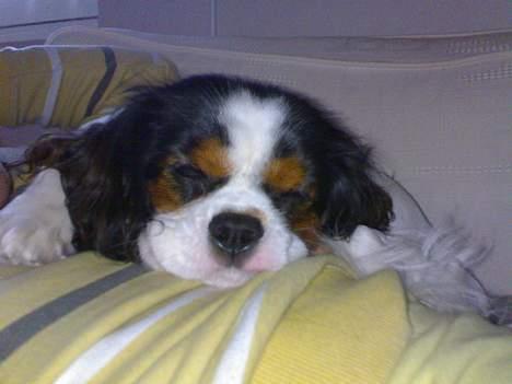 Cavalier king charles spaniel Lisbethsminde's James  billede 11