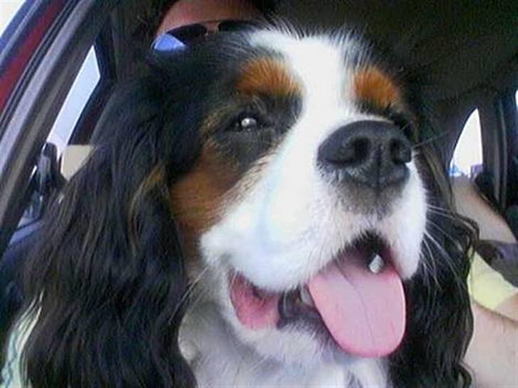 Cavalier king charles spaniel Lisbethsminde's James  billede 12