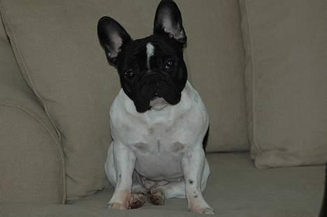 Fransk bulldog Alberte (Bobine's Tammi) billede 15