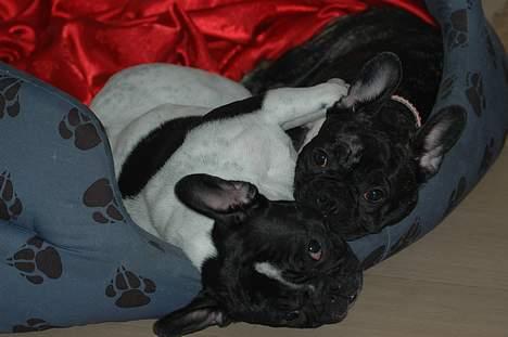 Fransk bulldog Alberte (Bobine's Tammi) billede 16
