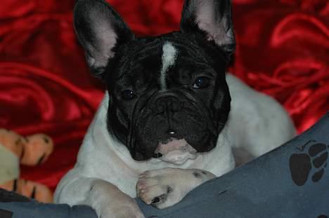 Fransk bulldog Alberte (Bobine's Tammi) billede 17