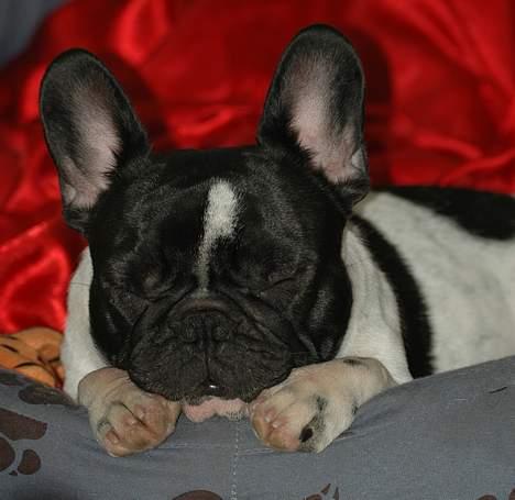 Fransk bulldog Alberte (Bobine's Tammi) billede 18