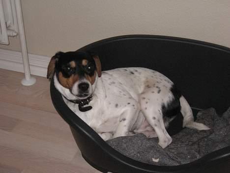 Dansk svensk gaardhund Thor - velkommen til min profil   : ) billede 1