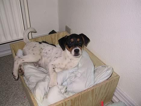 Dansk svensk gaardhund Thor - hej med dig billede 2