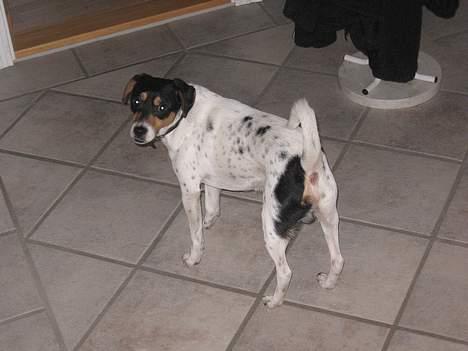 Dansk svensk gaardhund Thor - Jeg holder øje med dig billede 4