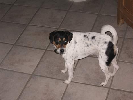 Dansk svensk gaardhund Thor - kommer du ikke lige jeg er sulten billede 6