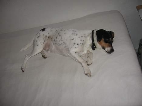 Dansk svensk gaardhund Thor - Godnat billede 7