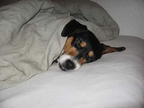 Dansk svensk gaardhund Thor - ZzZzZzZzZzZzZz billede 8