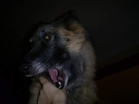 Belgisk hyrdehund Centa - R.I.P. billede 4