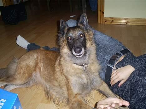 Belgisk hyrdehund Centa - R.I.P. billede 5