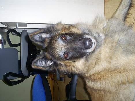 Belgisk hyrdehund Centa - R.I.P. billede 6