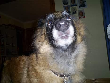 Belgisk hyrdehund Centa - R.I.P. billede 7