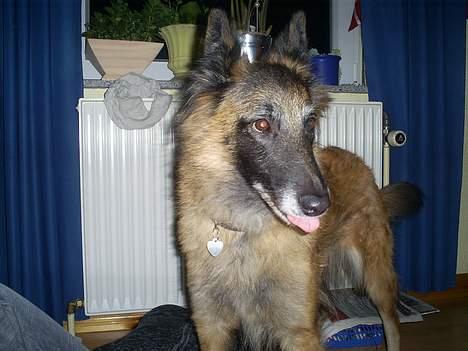 Belgisk hyrdehund Centa - R.I.P. billede 8