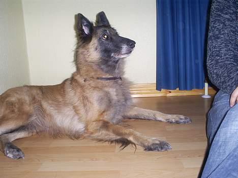 Belgisk hyrdehund Centa - R.I.P. billede 9