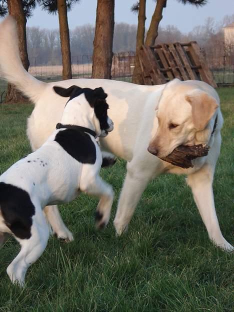 Blanding af racer Molly - Gi mig den nu...  billede 7