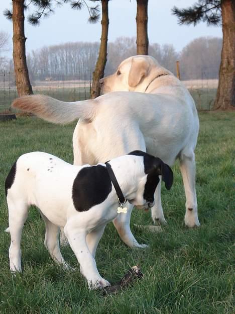 Blanding af racer Molly - Hvad kigger vi efter? billede 8