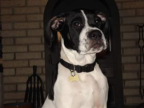 Blanding af racer Molly - jeg er stor og farlig hehe billede 9