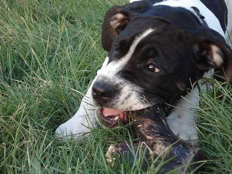 Blanding af racer Molly - mmm. lækker lækker lækker.. billede 10