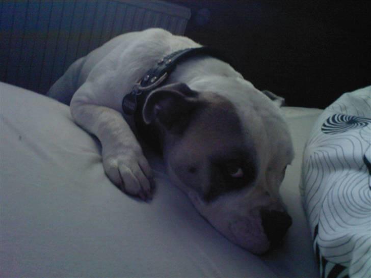 Blanding af racer Jackson - Må jeg ikke nok komme op i sengen mor? billede 1