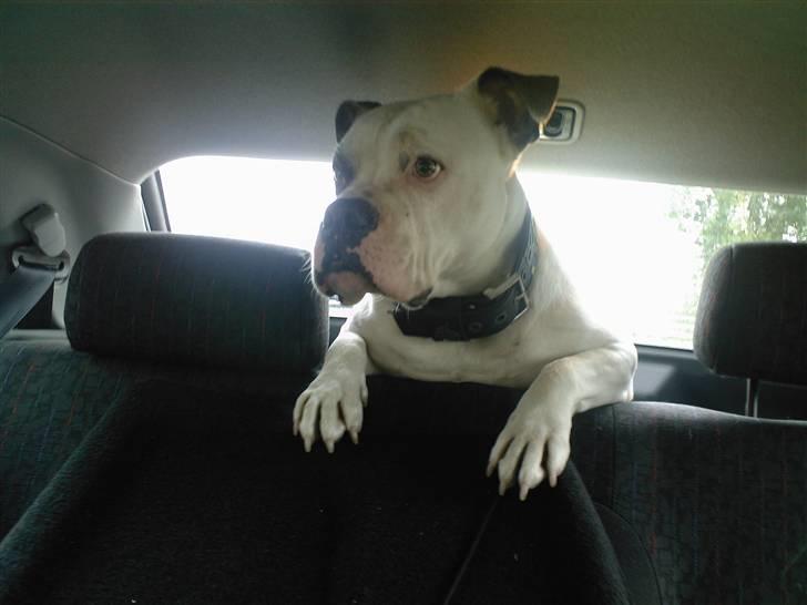 Blanding af racer Jackson - HEY!!! Hvor skal du hen mor??? billede 2