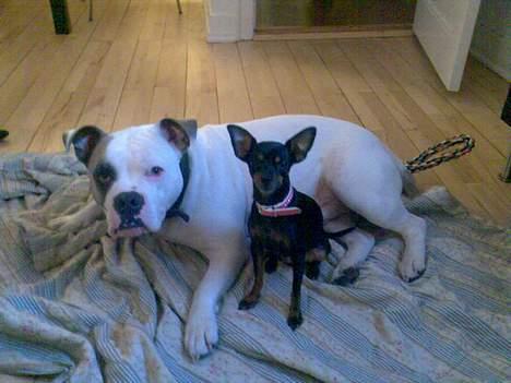 Blanding af racer Jackson - Her ligger jeg med min store søster Liv. billede 5