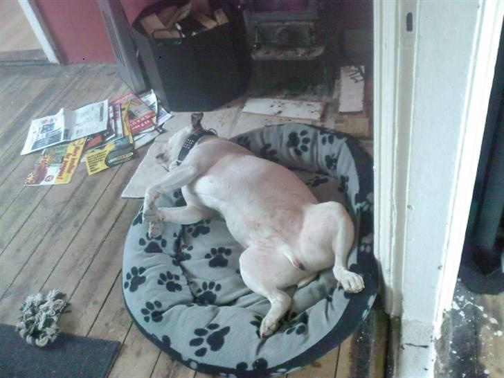 Blanding af racer Jackson - Skønt! billede 7