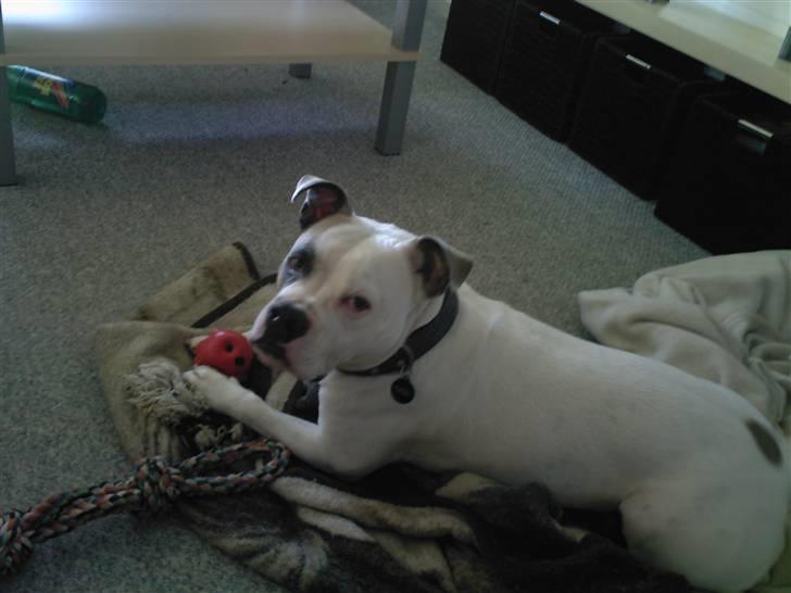 Blanding af racer Jackson billede 8