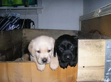 Blanding af racer Freia - Det aller første billede af Freia, er hun ikke bare dejlg :D billede 9