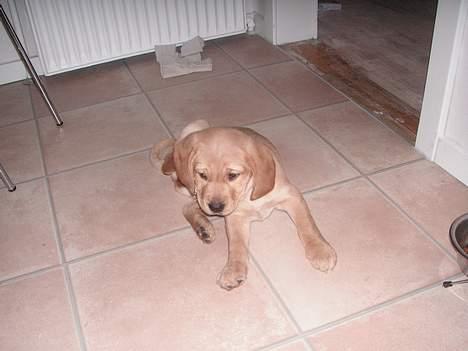 Blanding af racer Freia - Freia, nytårsaften.. En rigtig charmetrold.. *hvem er bange for fyrværkeri, ikke mig* :D billede 10