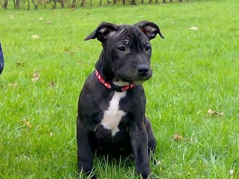 Blanding af racer **Chila** R.I.P - **NYT** Chila den lille prinsesse..Taget mandag d 19/2 07 hvor hun er ca 12uger billede 1