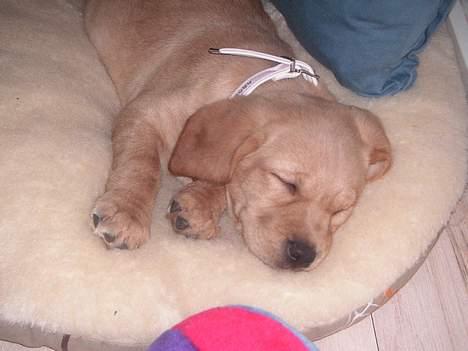 Blanding af racer Freia - *Nytårsaften 2006-2007* - Elsker at sove, med mor self. :) billede 11