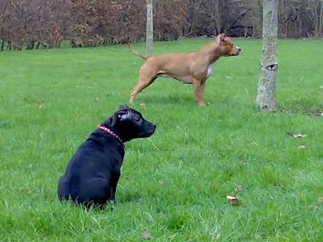 Blanding af racer **Chila** R.I.P - Her Har Chila og lege veninden Chile fået øje på noget.. Chile har sin egen hjemmeside, syntes du skulle se den 123hjemmside.dk/chile-amstaff.. billede 2