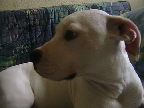 Amerikansk bulldog peach billede 1