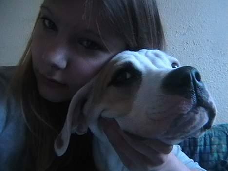 Amerikansk bulldog peach billede 2