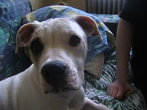 Amerikansk bulldog peach billede 3