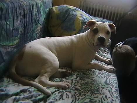 Amerikansk bulldog peach billede 4