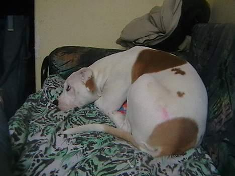 Amerikansk bulldog peach billede 5