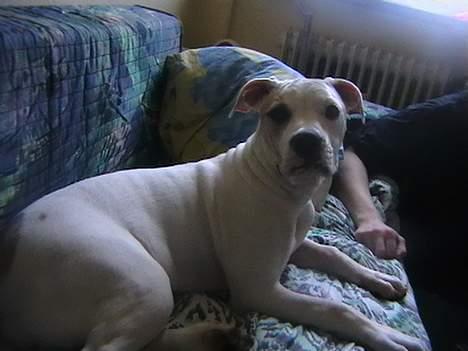 Amerikansk bulldog peach billede 6