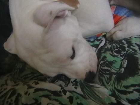 Amerikansk bulldog peach billede 7