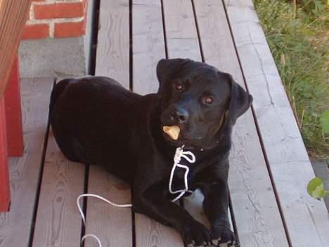 Blanding af racer Bobby   Rott/lab.  billede 1