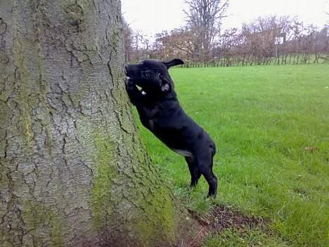 Blanding af racer **Chila** R.I.P - Chila kan også finde ud af og bide i træér..! billede 3