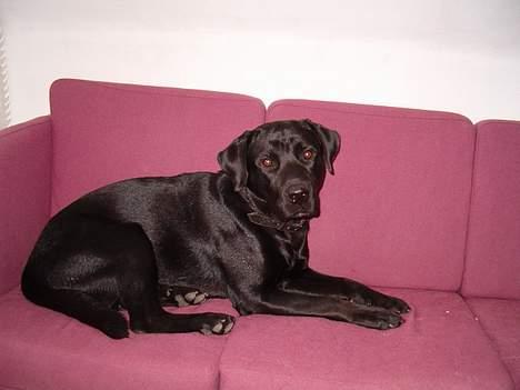 Blanding af racer Bobby   Rott/lab.  billede 2