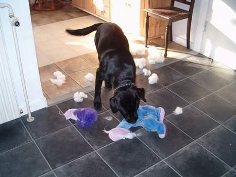 Blanding af racer Bobby   Rott/lab.  billede 3