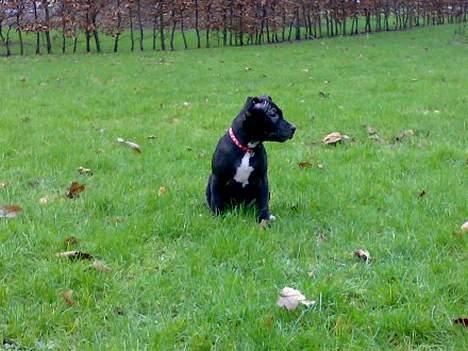 Blanding af racer **Chila** R.I.P - **Den lille prinesse** billede 5